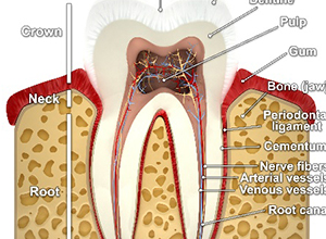 tooth cross-section